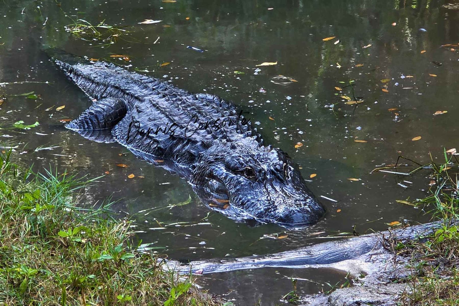 Photo of Alligator